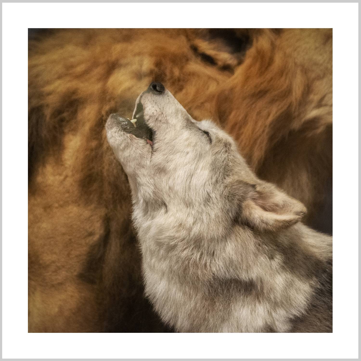 Close-up of a howling wolf's head with a blurred background of fur. – Arteve Gallery
