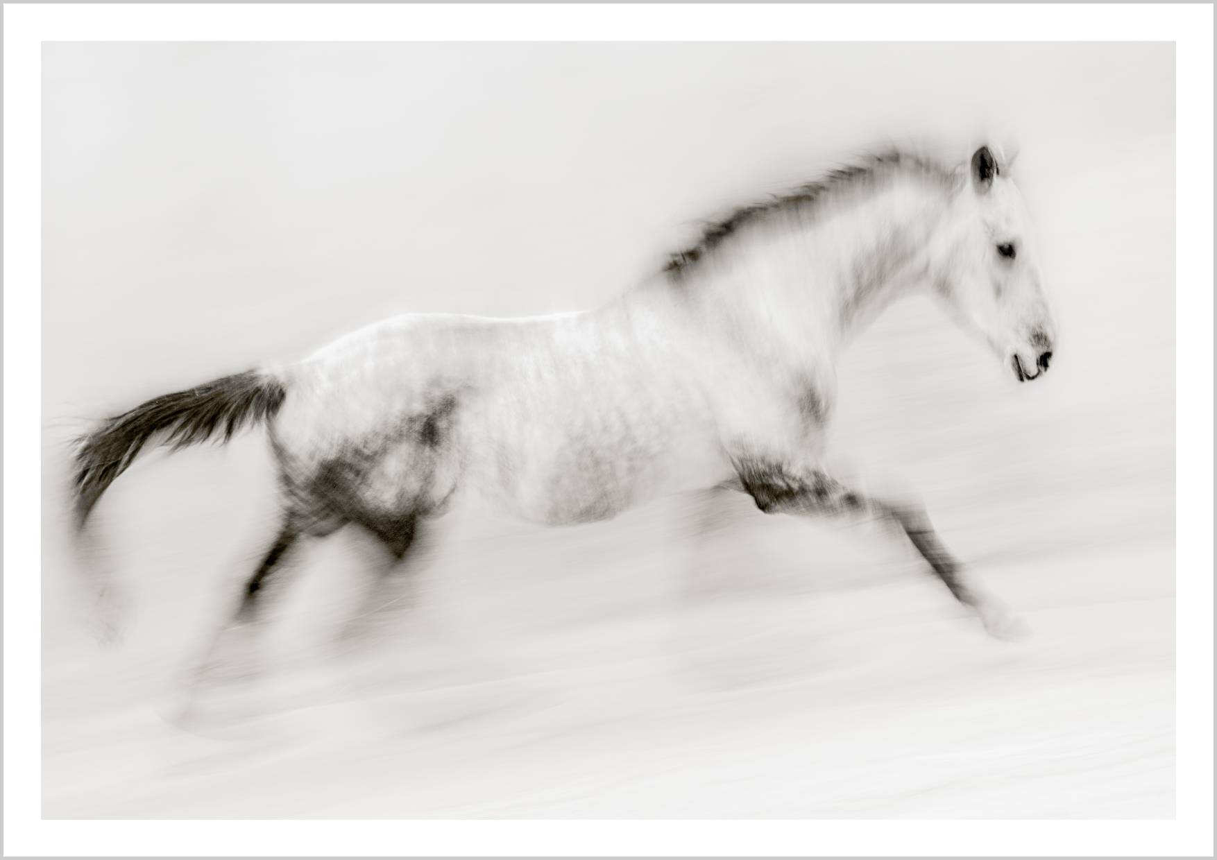 A blurred image of a galloping horse in black and white, emphasizing motion and speed. – Arteve Gallery