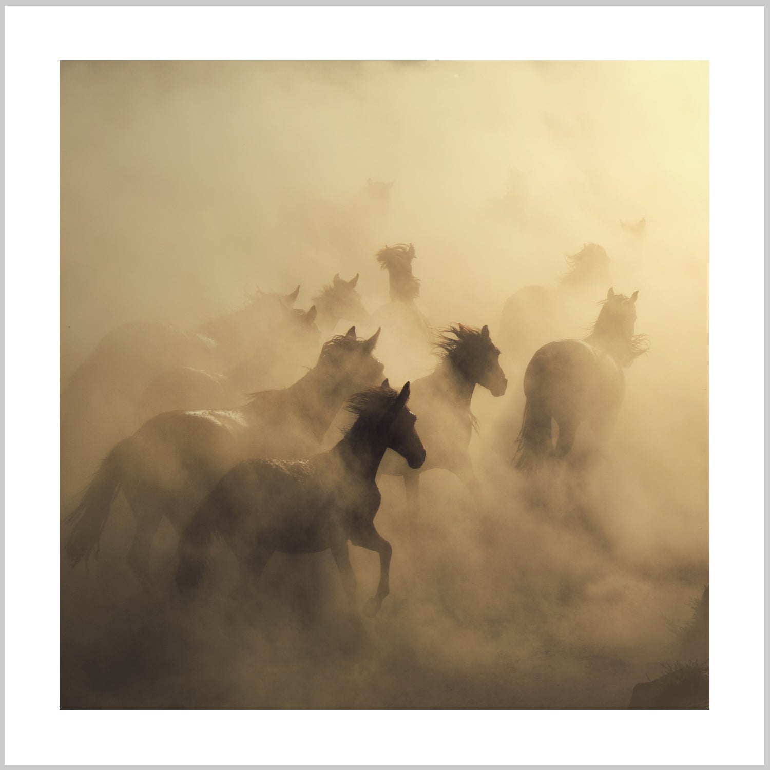 Silhouettes of horses running through dust and mist, creating a dramatic scene. – Arteve Gallery