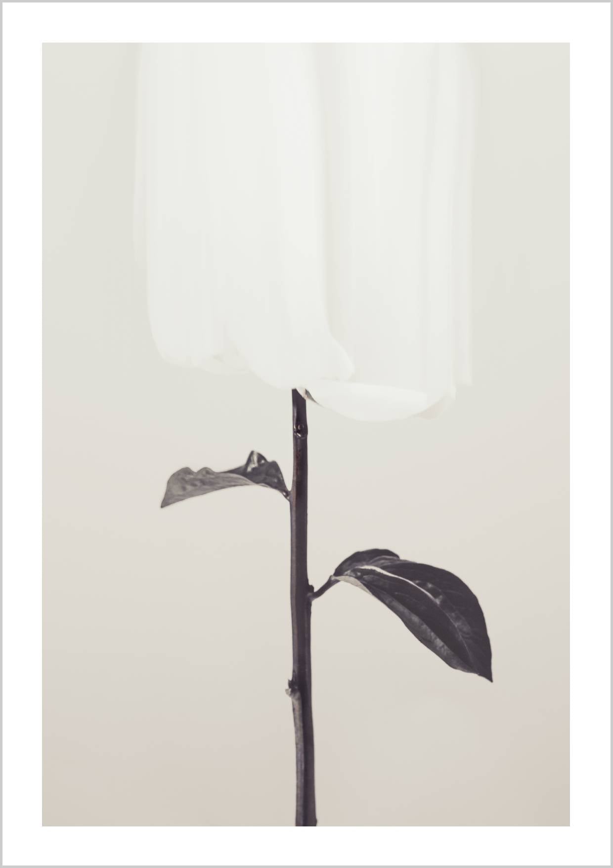 A soft white flower with delicate petals against a light background, featuring dark green leaves. – Arteve Gallery
