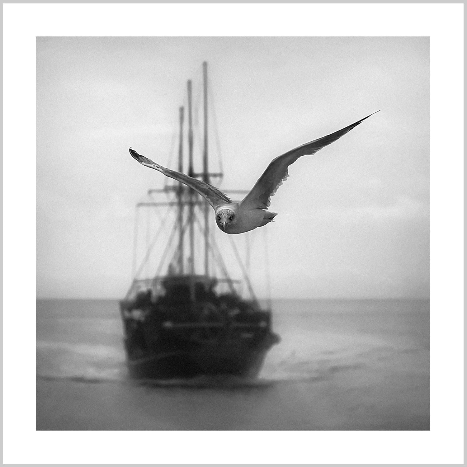 A seagull in flight against a blurred ship in the background, captured in black and white. – Arteve Gallery