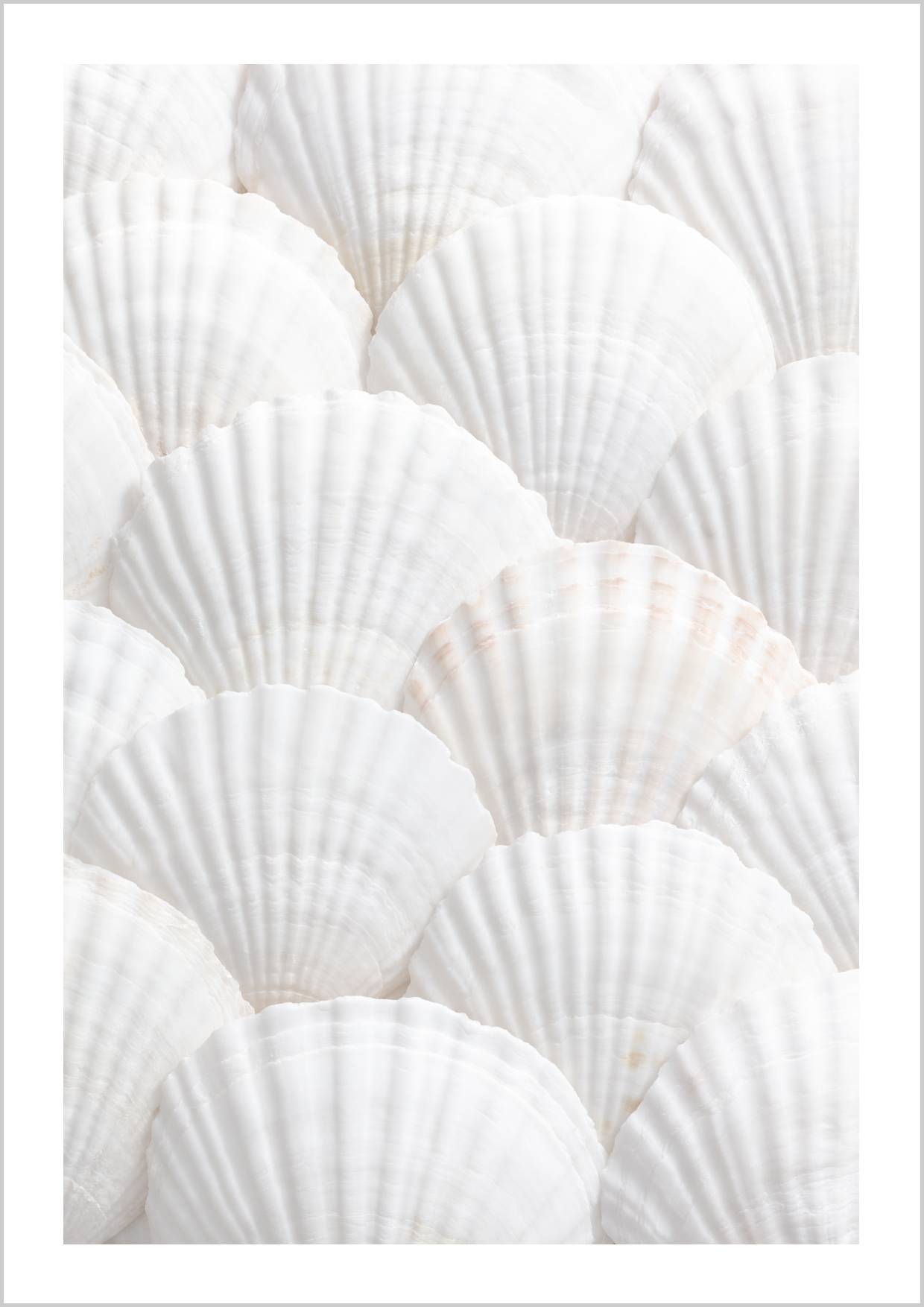 A close-up of white seashells arranged in a pattern, showcasing their smooth textures and soft curves. – Arteve Gallery