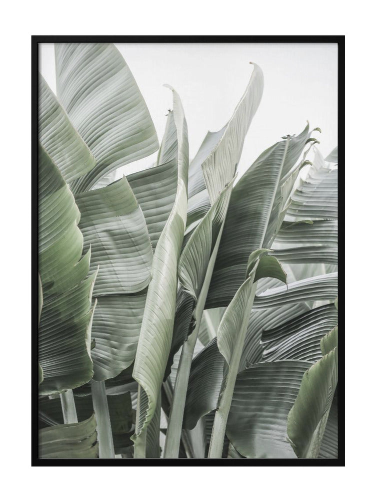 Whispers Of Greenery