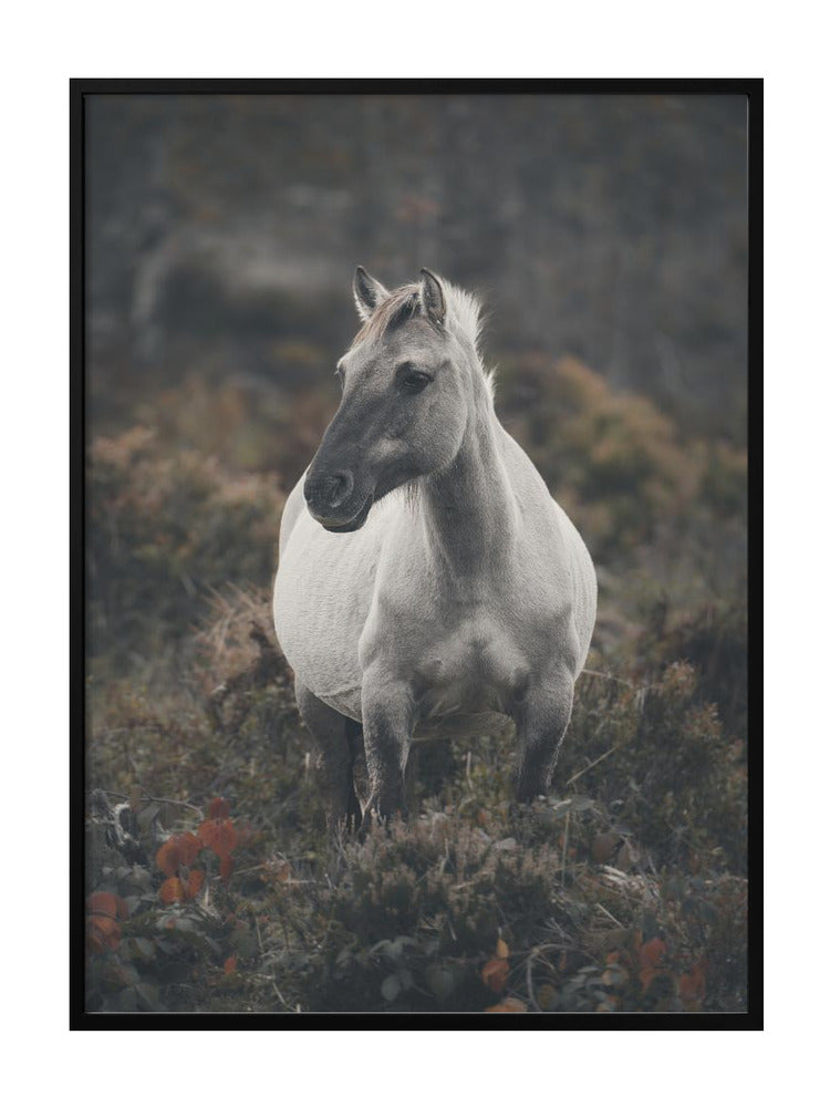 Wild Spirit
