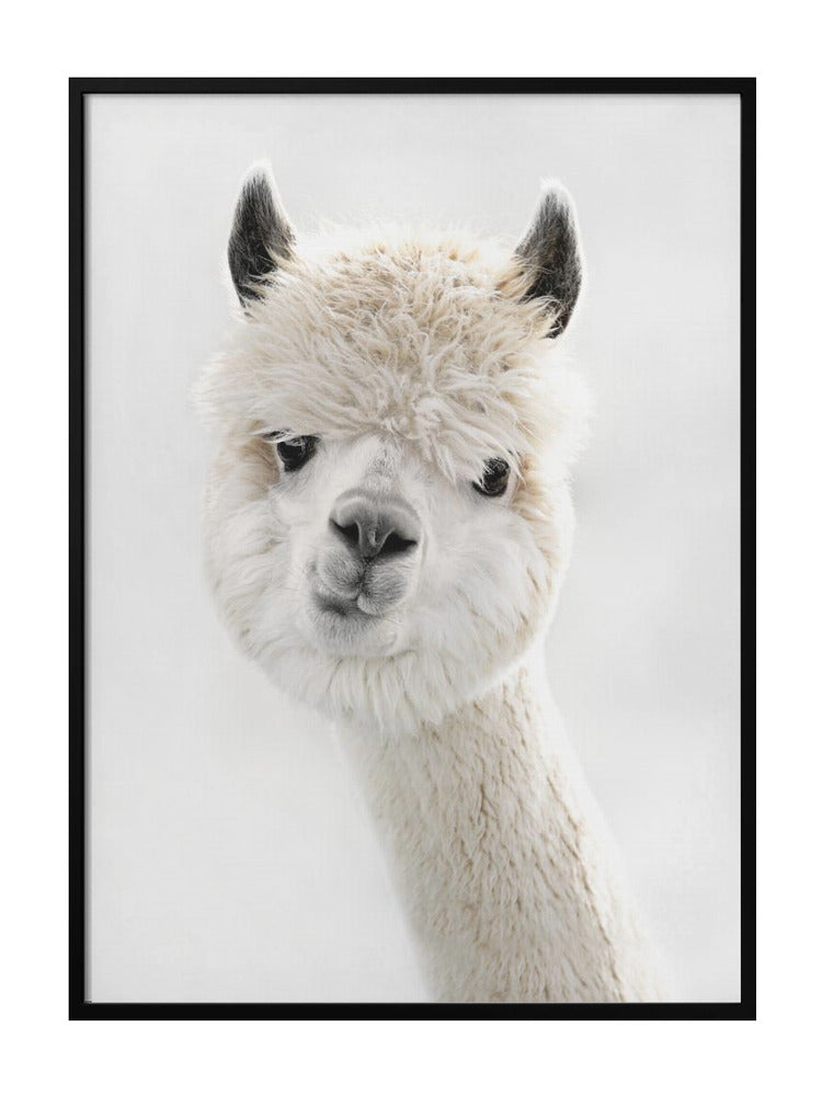 Soft Whispers Of Fur